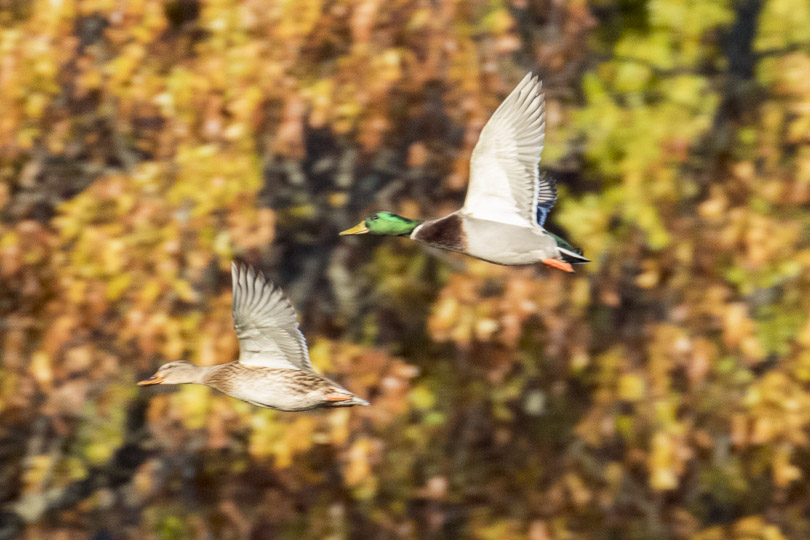 Mallard ducks in Flight