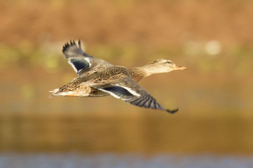 Mallard duck in Flight