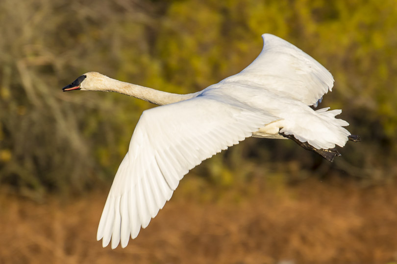 Swans in flight