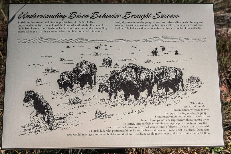 Bison Behavior 