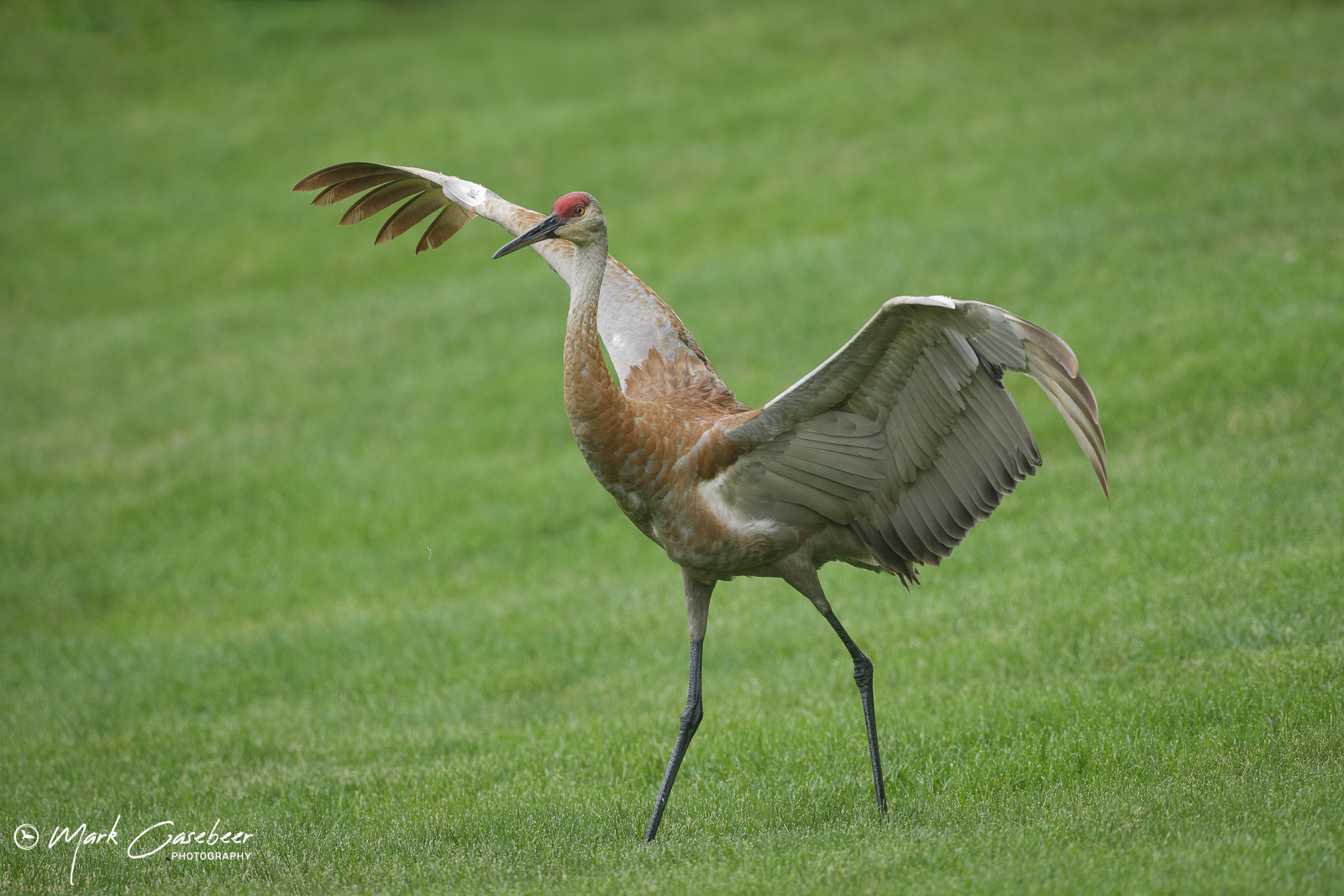 sandhill-cranes-7