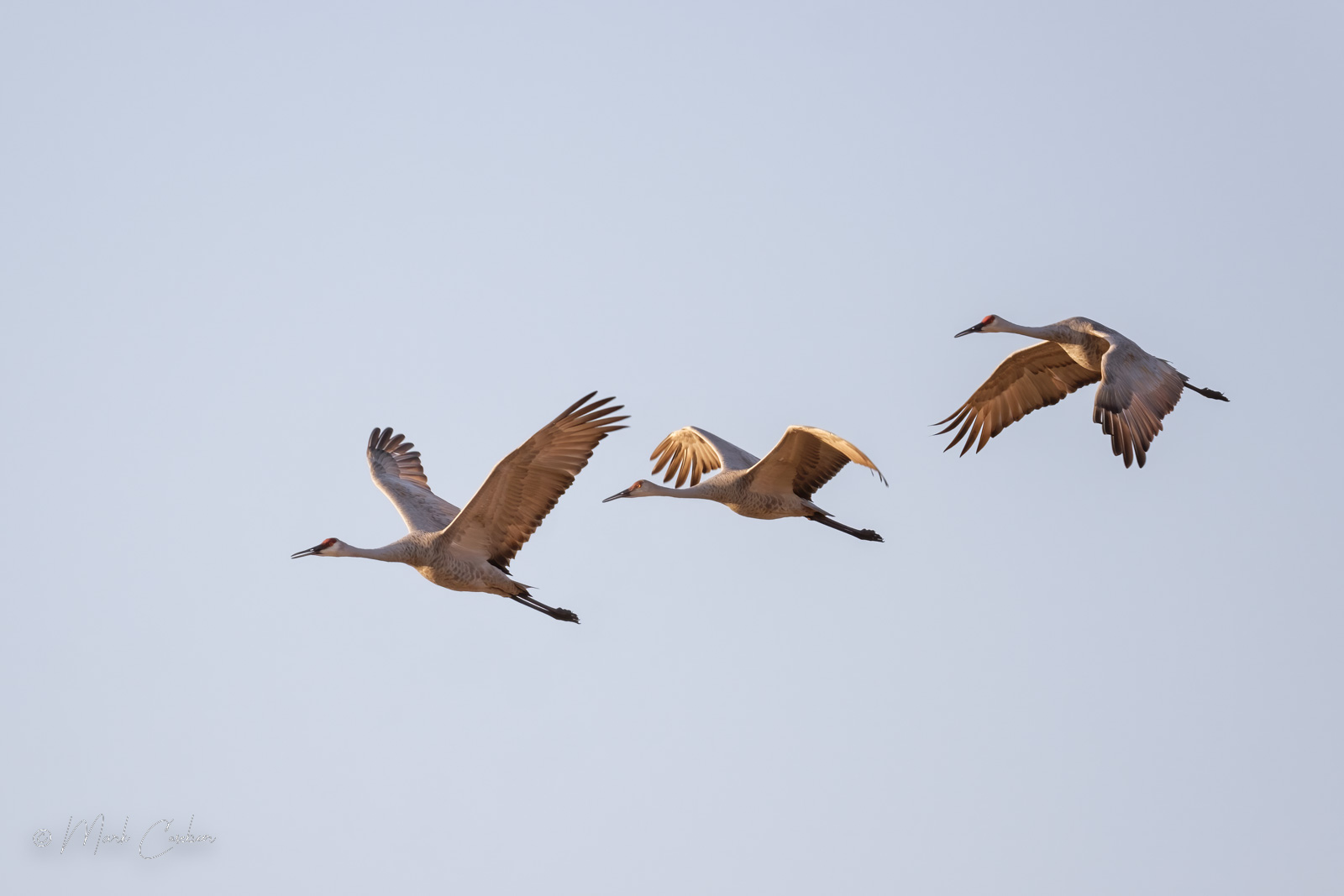 sandhill-cranes-8