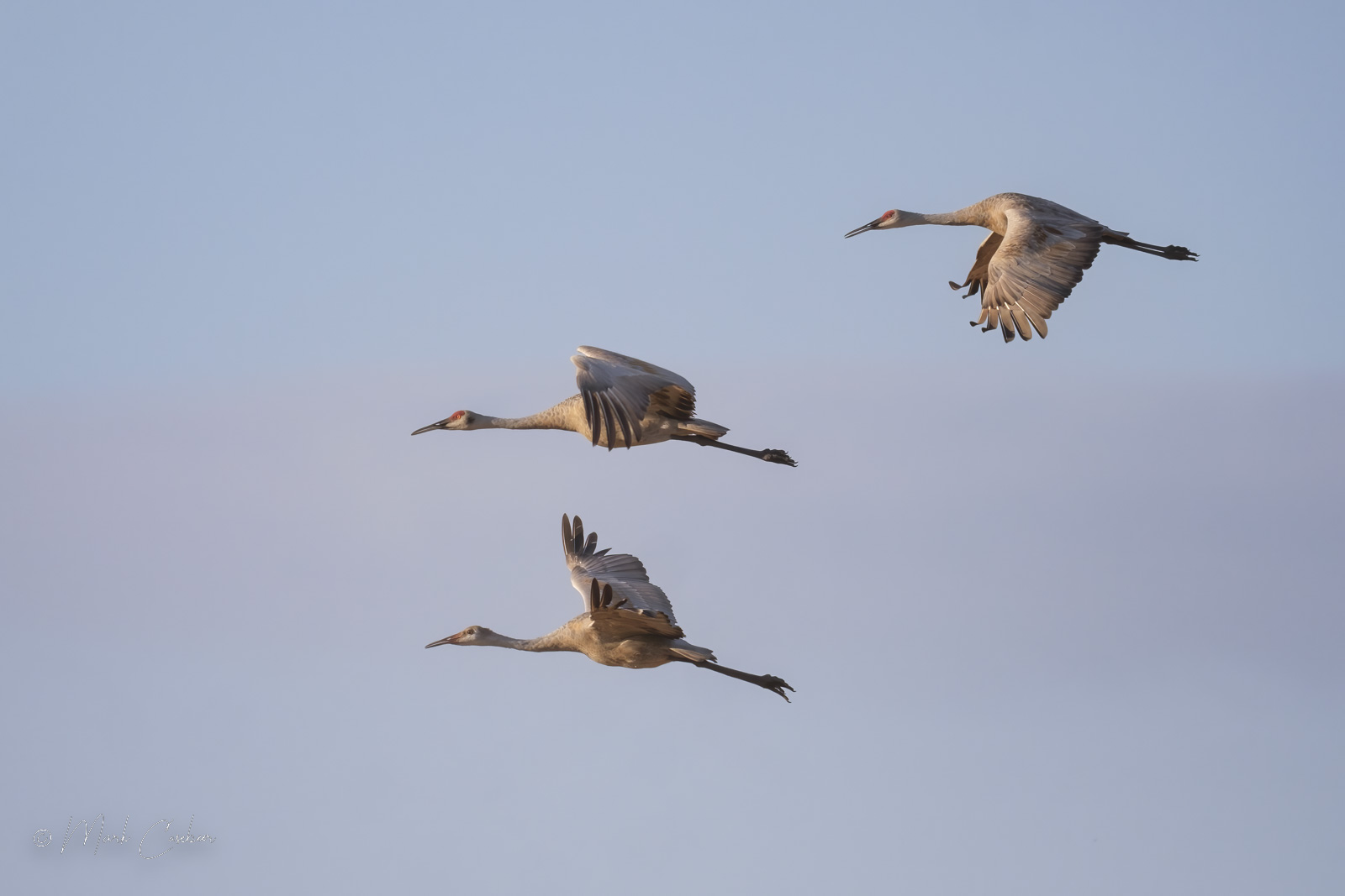 sandhill-cranes